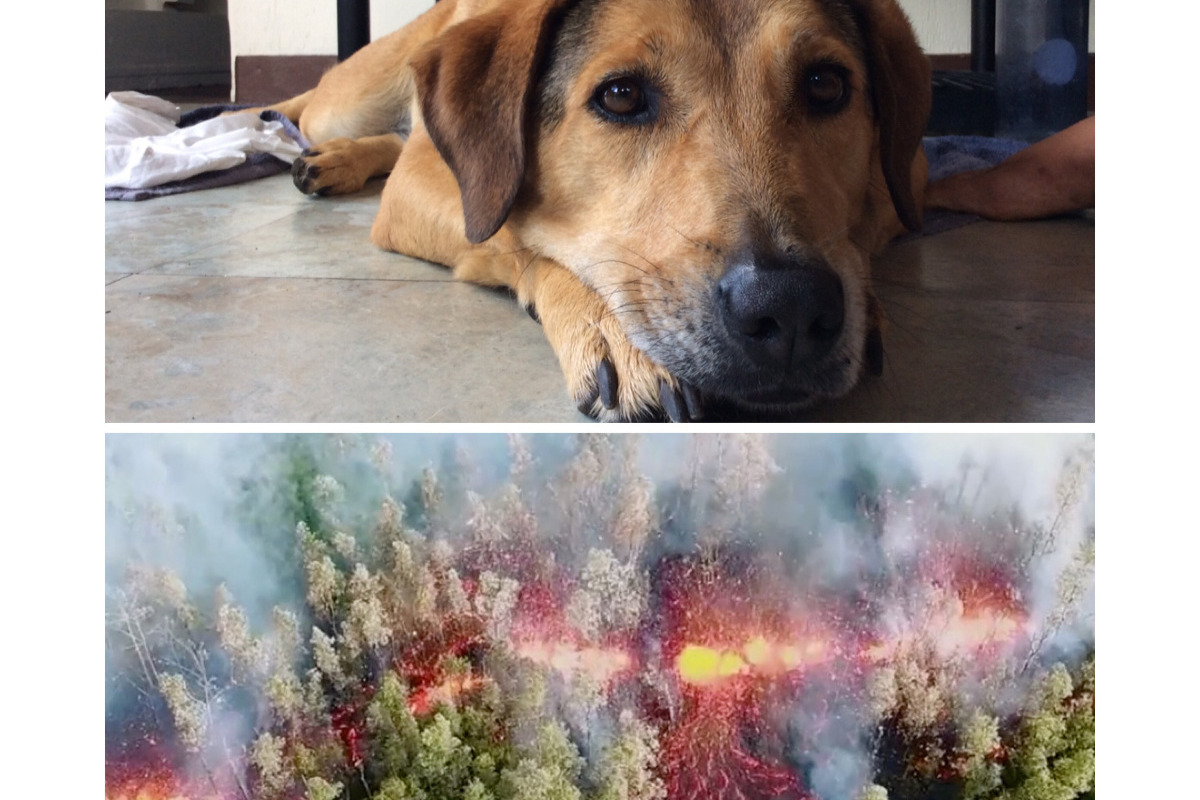fundraiser by michelle côté save nelly the leilani lava dog