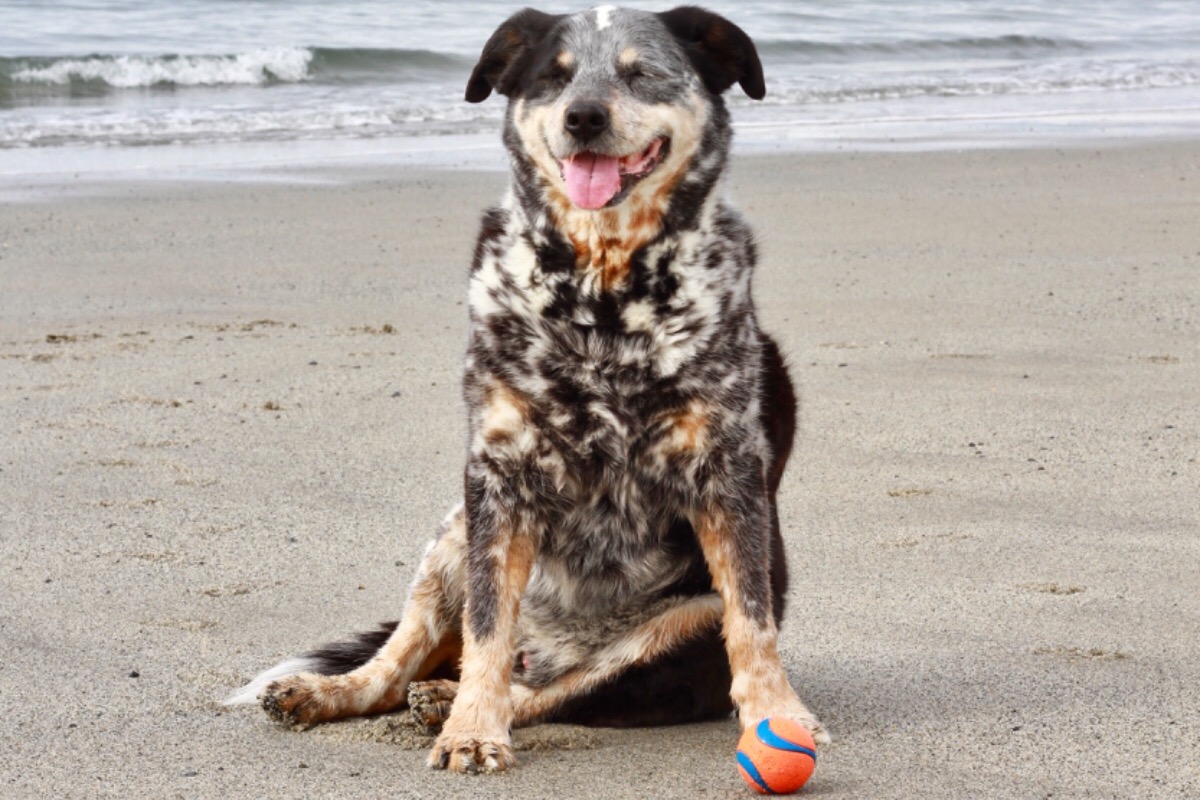 Pe’ahi’s Surgery Fund photo