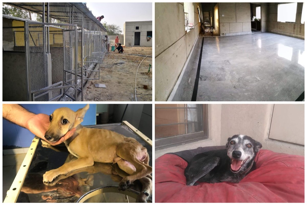 Puppy Sanctuary Setup 