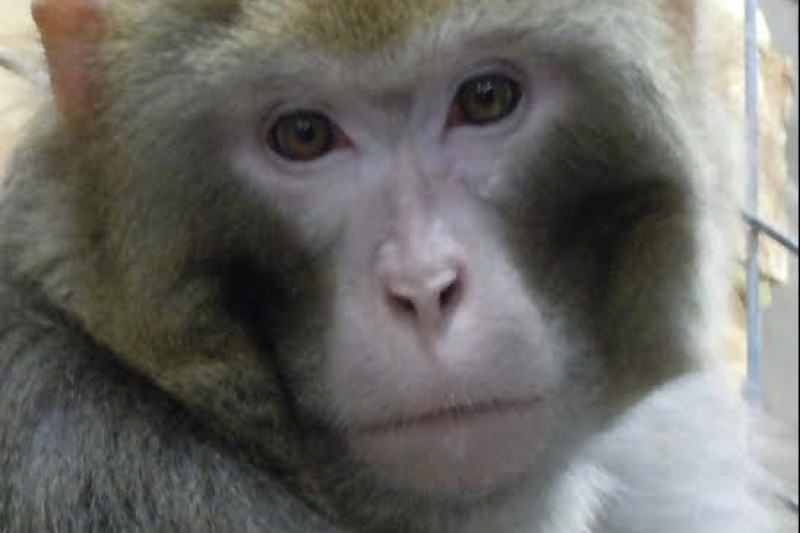 Fundraiser by Amy Kerwin Complete the Monkey Sanctuary