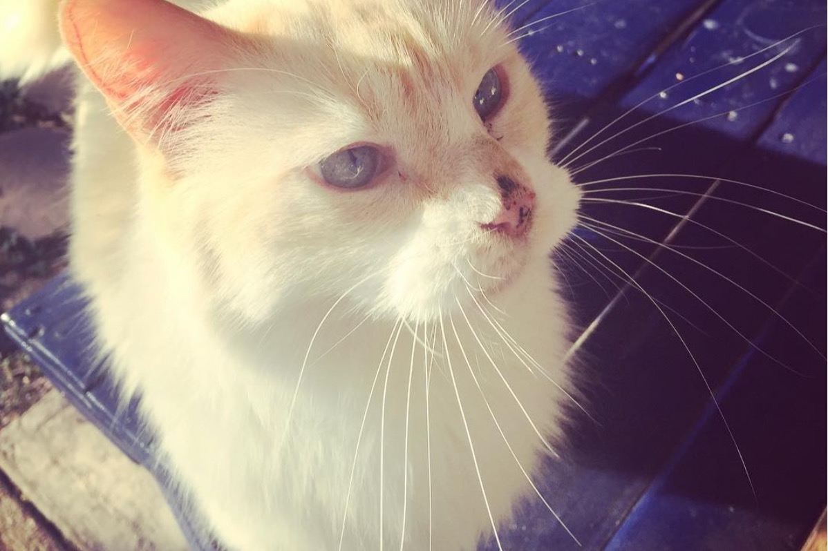 Fundraiser by Erin Kathleen Peterson  Please Help Save Mr Kitty!