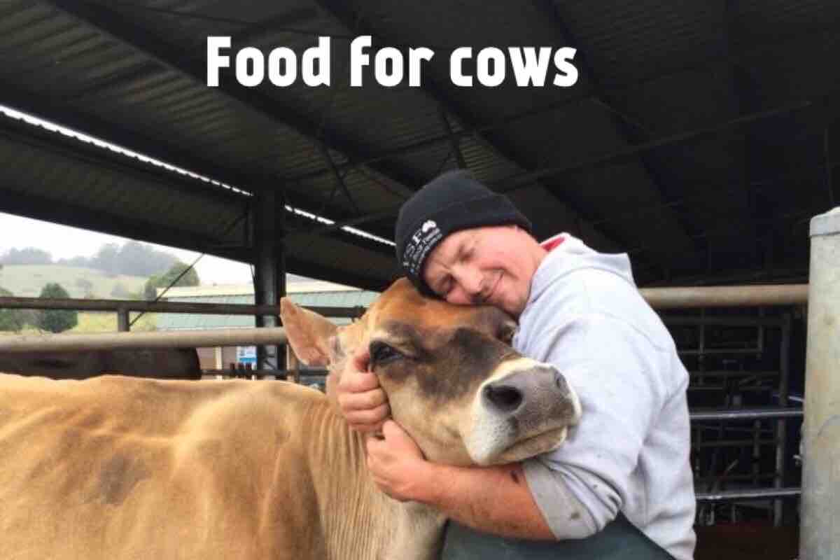 Food for cows  photo