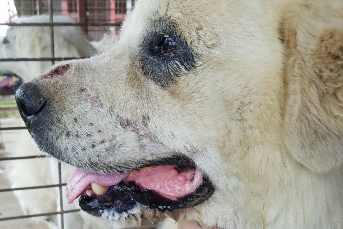 Mindy Overbred and Surrendered photo