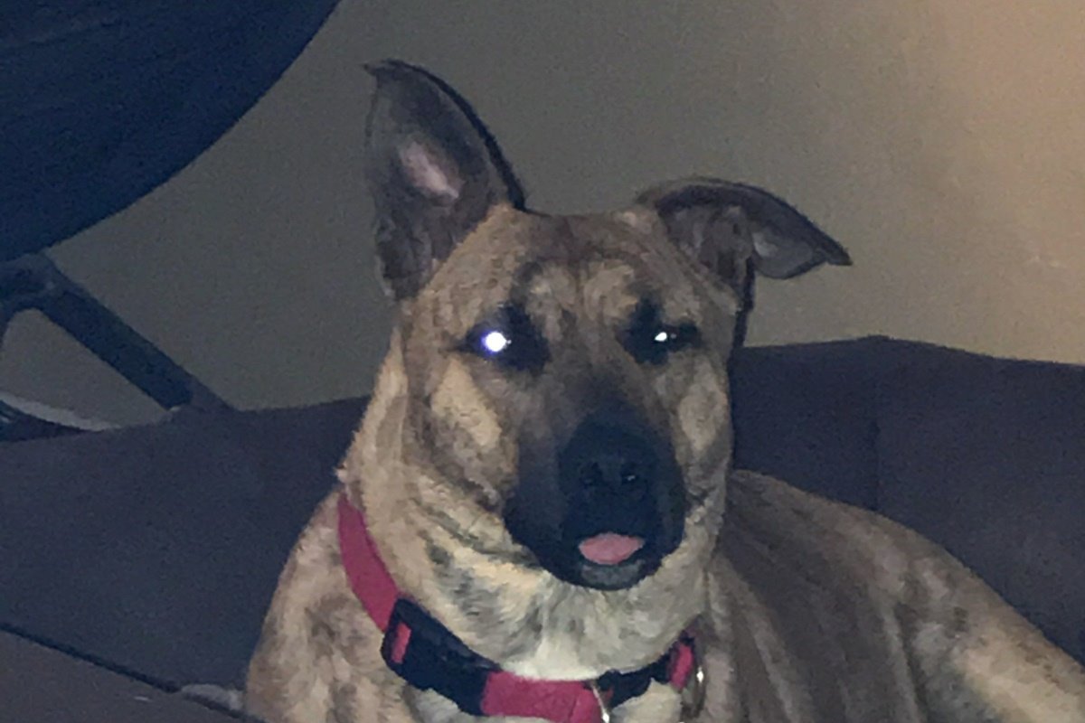 Marney the Desert Dog