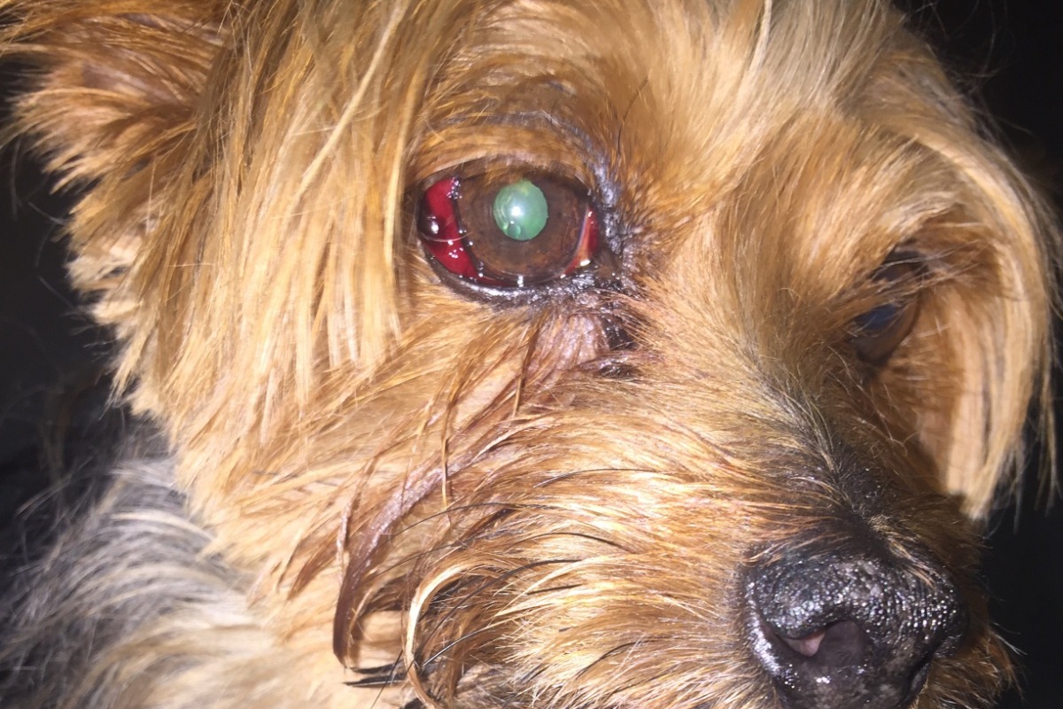 Rico　フォロー割 Fundraiser for Nieves Pita by Frank Crespo : Pepino's Recovery Fund