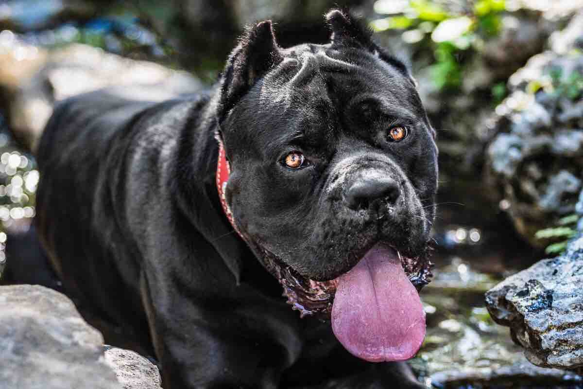 Bugatti: From Trash to Treasure photo