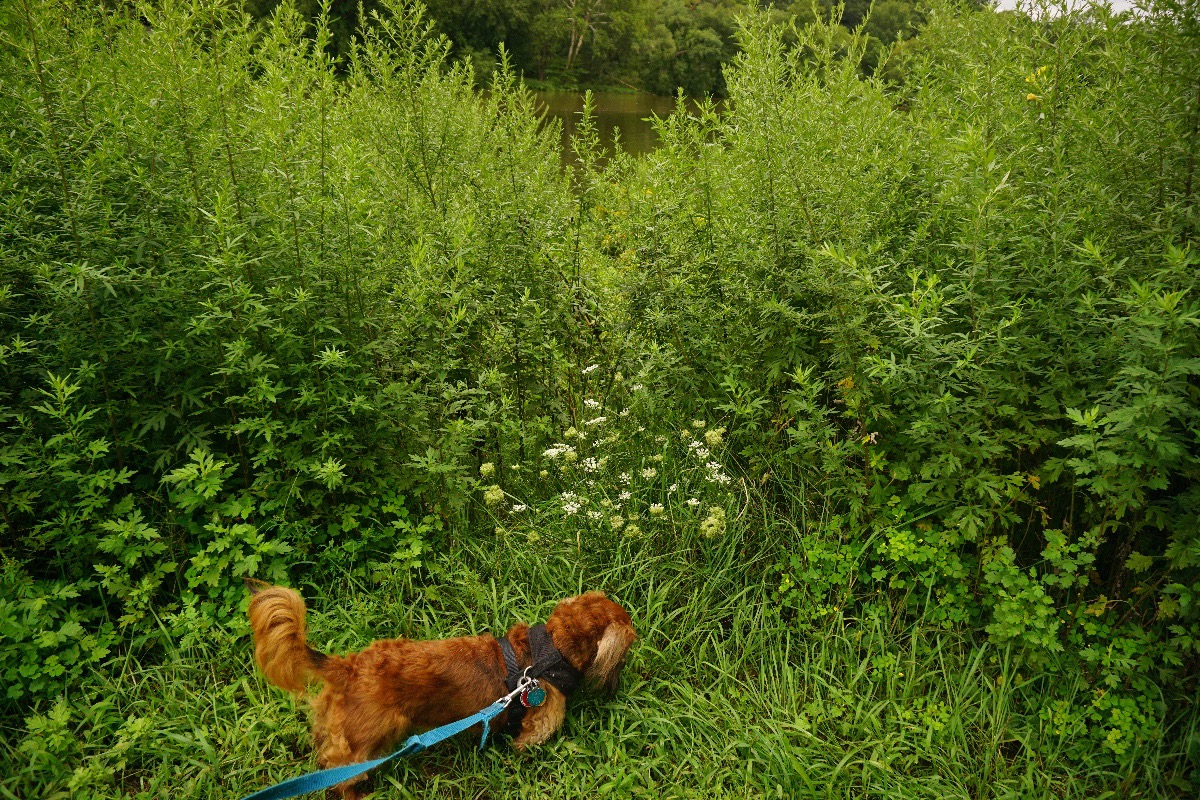 Fundraiser by Timothy Norton Help Celery Kidney Failure Fund