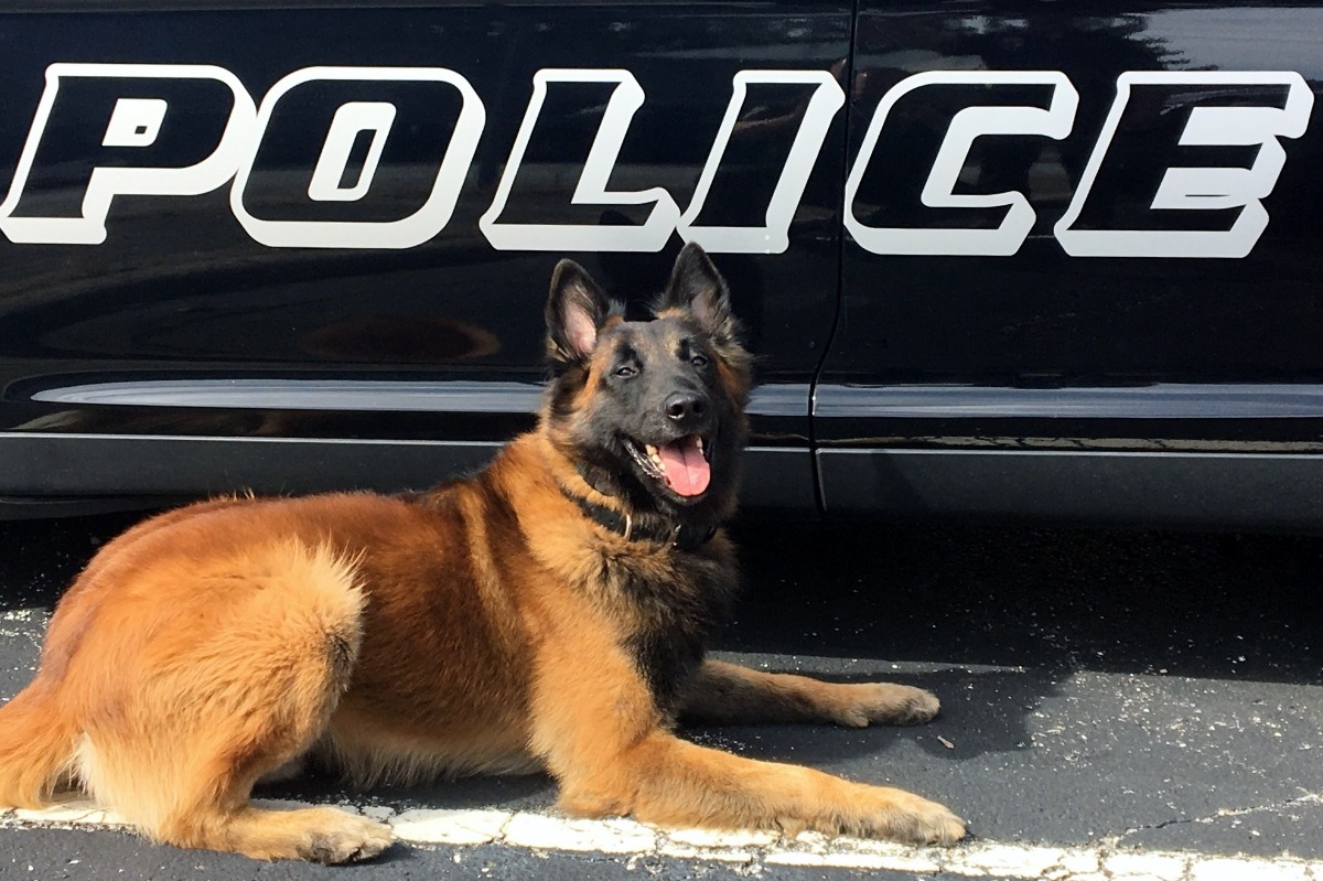 Fundraiser by Robert Ehle : New Palestine Police K9