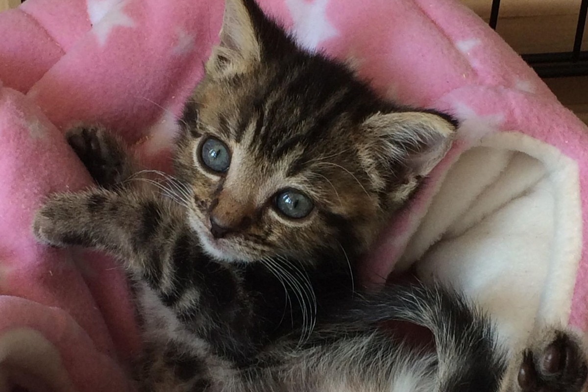 Fundraiser by June Fraser Ginger cat house vet bill fund