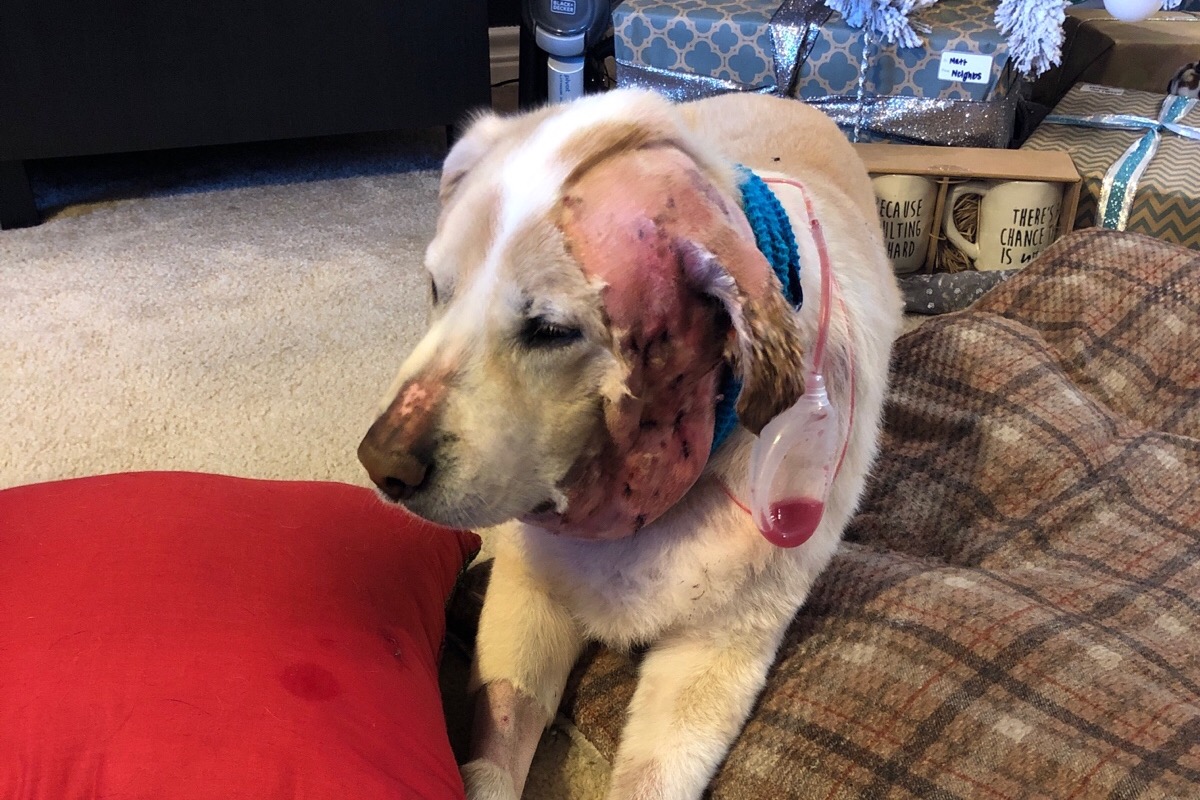 Zilla’s Emergency Surgery Fund photo