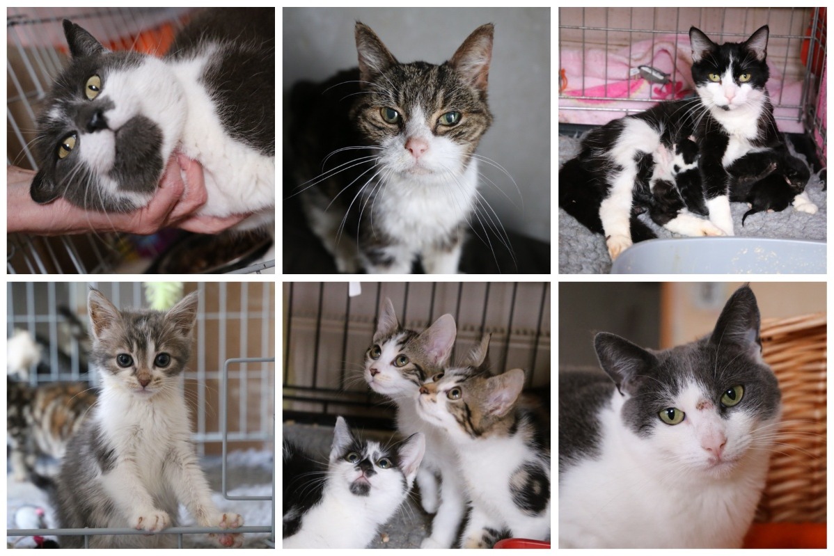 Fundraiser By Alison Turner Moggie S Cat Rescue