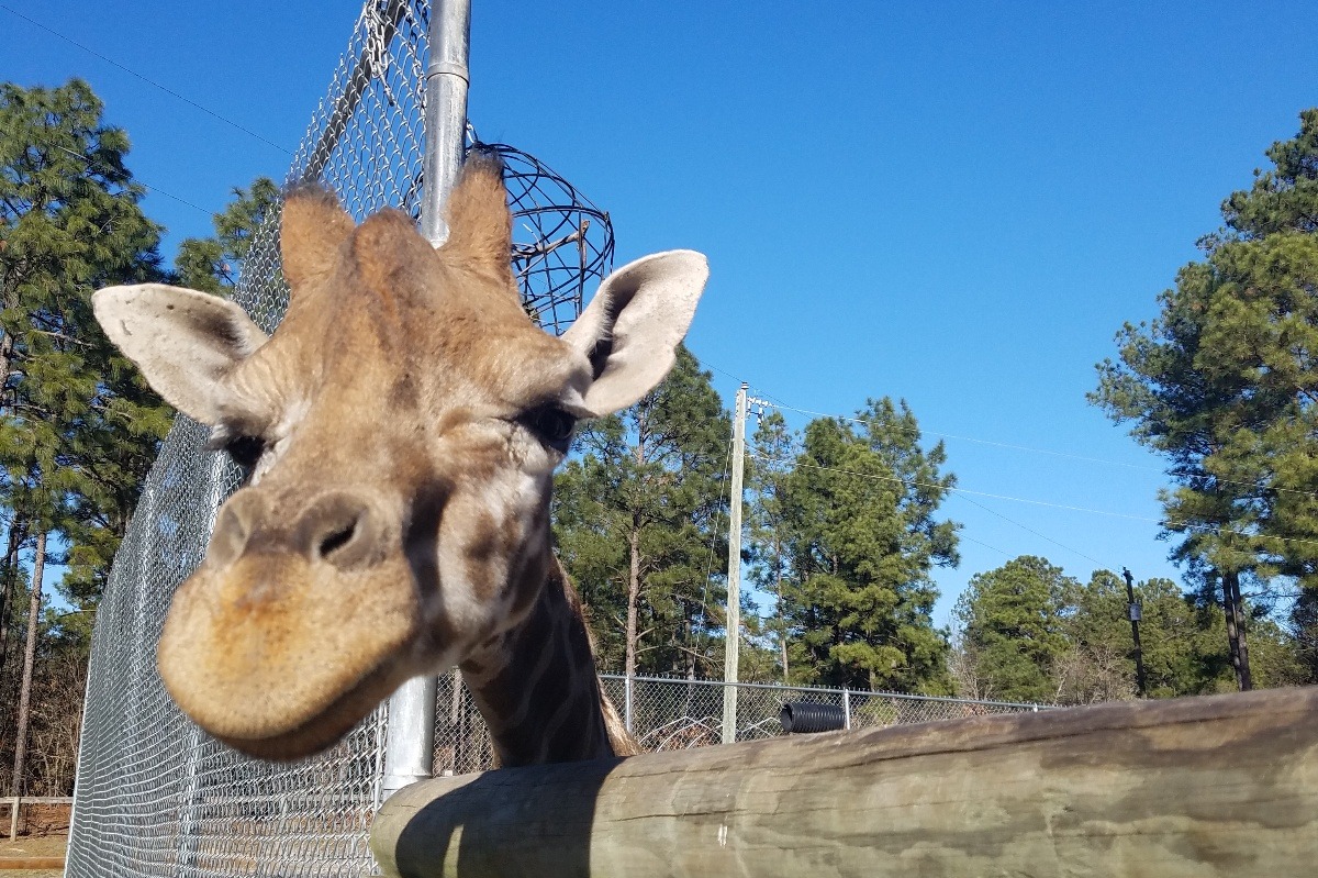 Aloha Zoo Prices