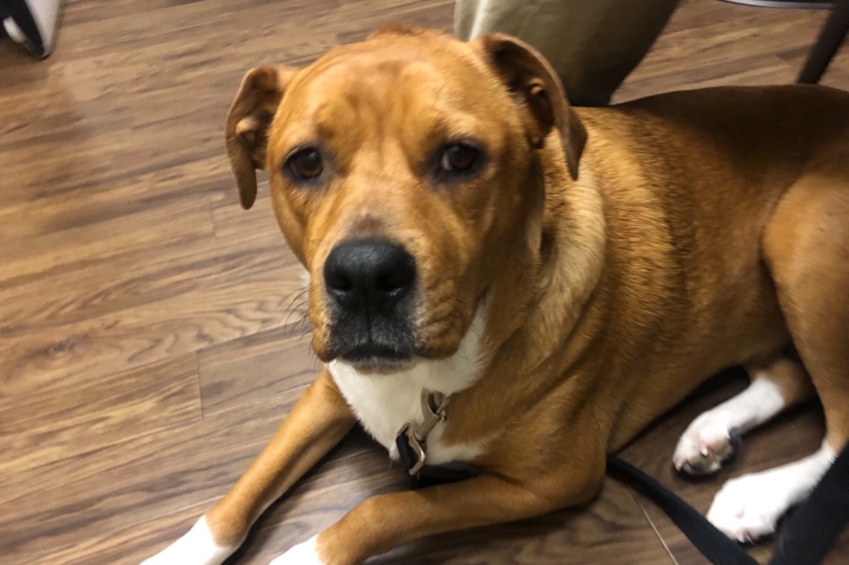 Harley’s ACL Surgery photo