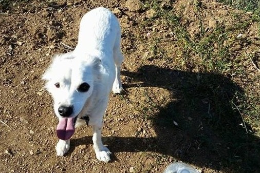 Judah's Surgery to Remove Cancerous Tumor photo