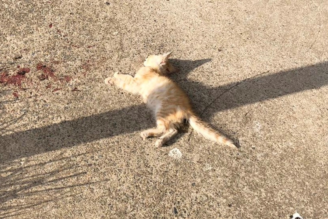37190708_1550580033671676_r.jpeg