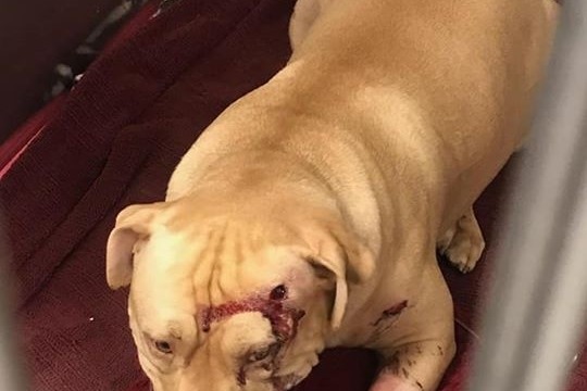 Buddy paws surgery bill for gun shot by cop photo