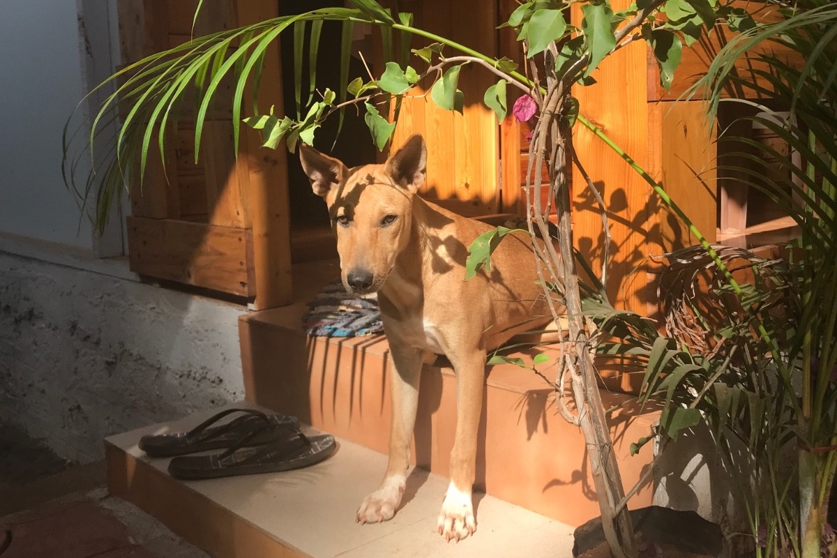 Bring Bear Back photo