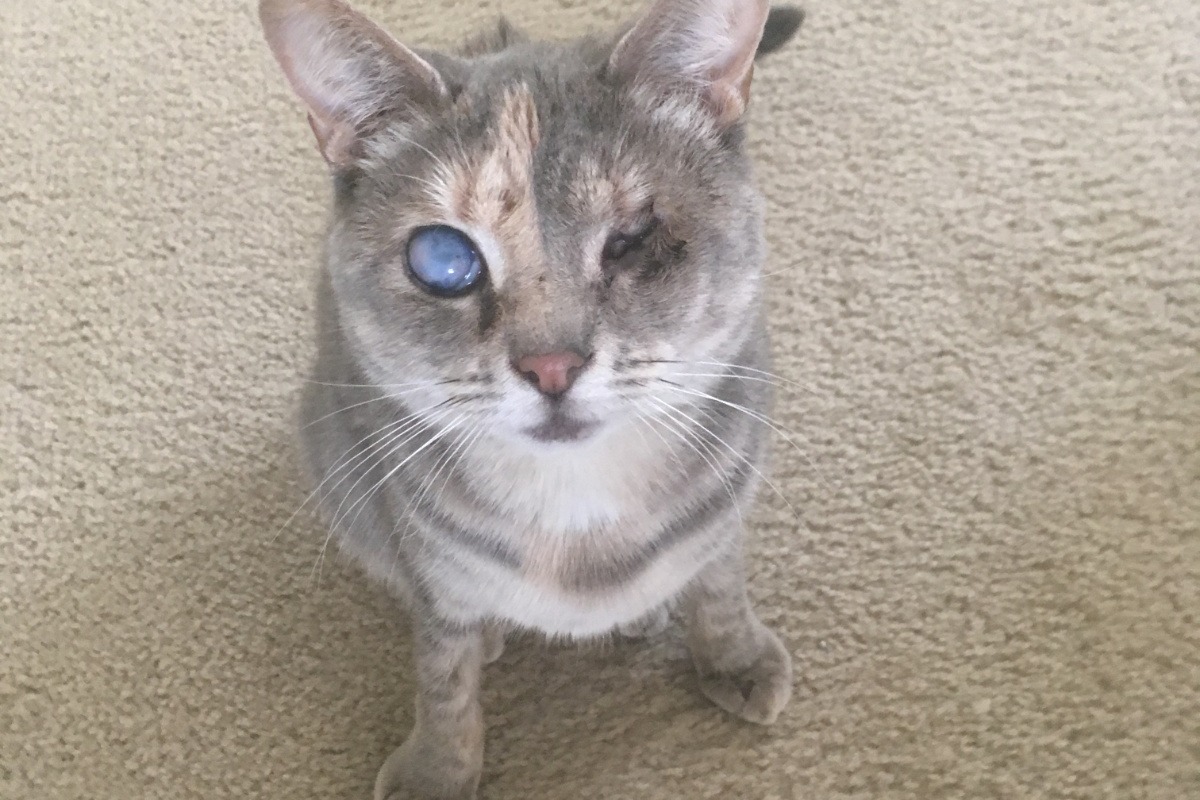 Eye Surgery for Anya photo