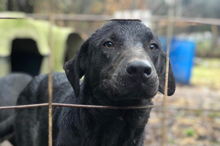 No Dogs Left Behind -Tennesee Rescue photo