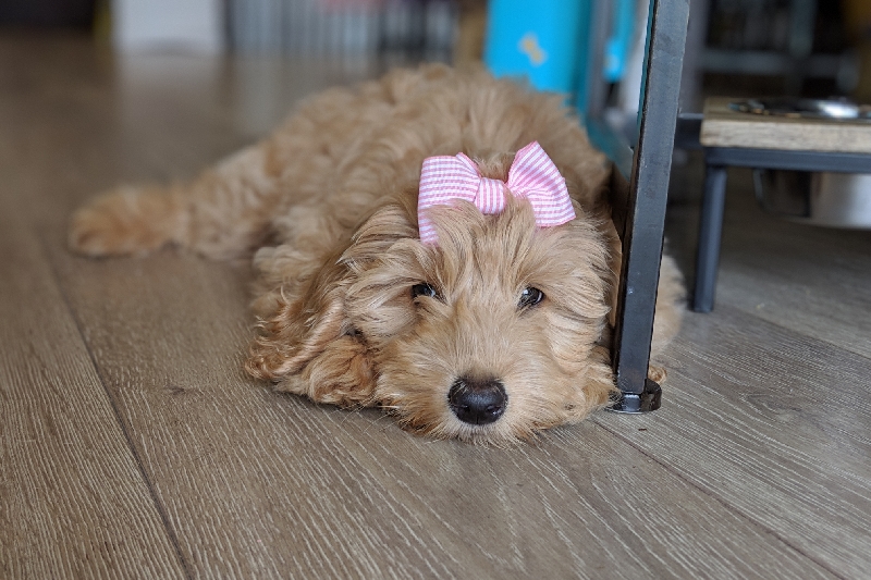 Fundraiser for Kathy Motter by Natalie Robinson Help Gilly Get PDA