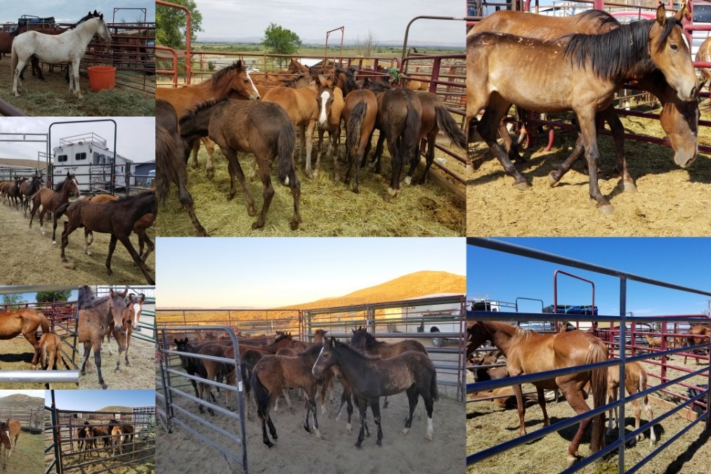 Fundraiser by Lauri Elizabeth Armstrong SAVING ORPHAN FOALS & HORSES