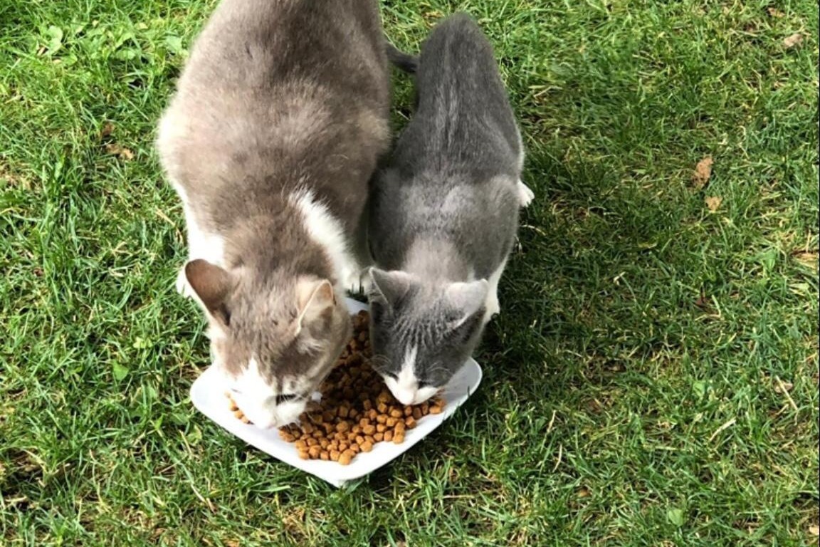 Fundraiser By Jonas Heitzmann Lebensnotwendige Hüft Op Für