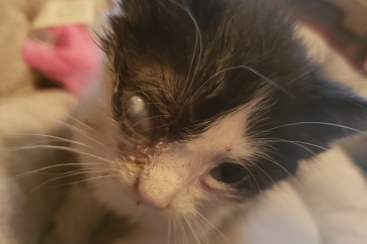 Fundraiser by Christin Villarreal Helping Cinderella