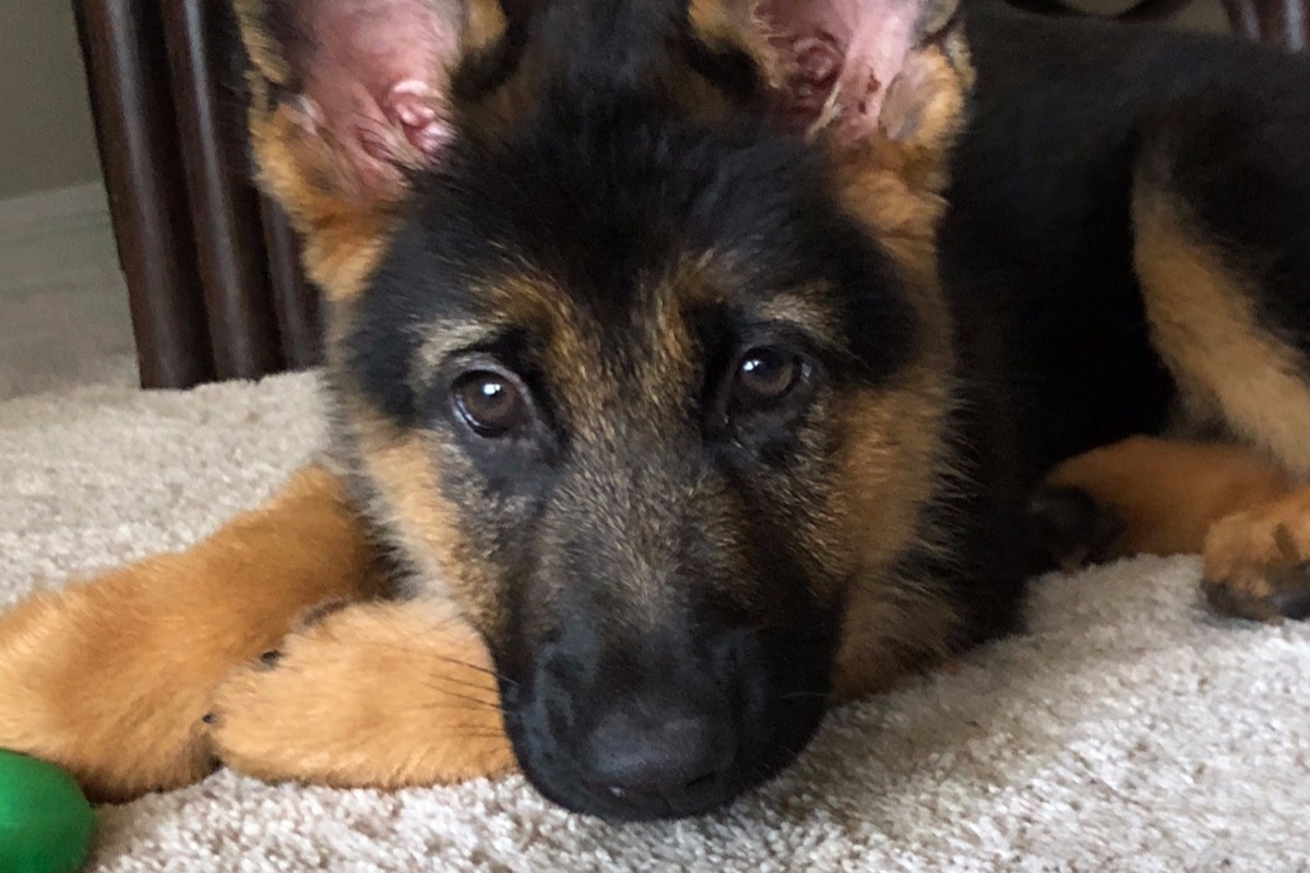 Ev Needs Another Operation photo