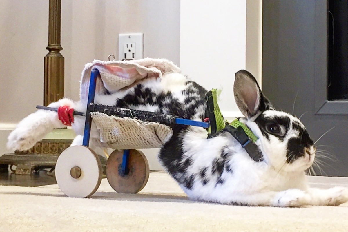 Fundraiser by Ellie Wan : Oreo the Paralyzed Rabbit