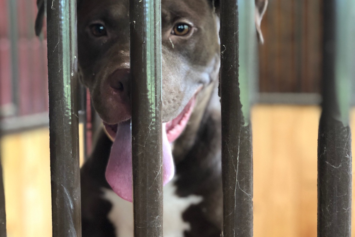 Fundraiser by Mandy Crouch Richards : Code RED Dogs!!!