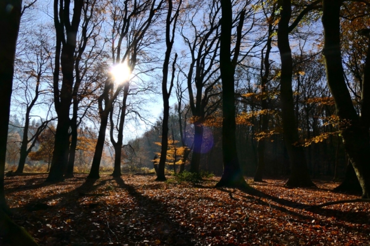 Fundraiser by Harry Teeuwen Valentina’s Garden project