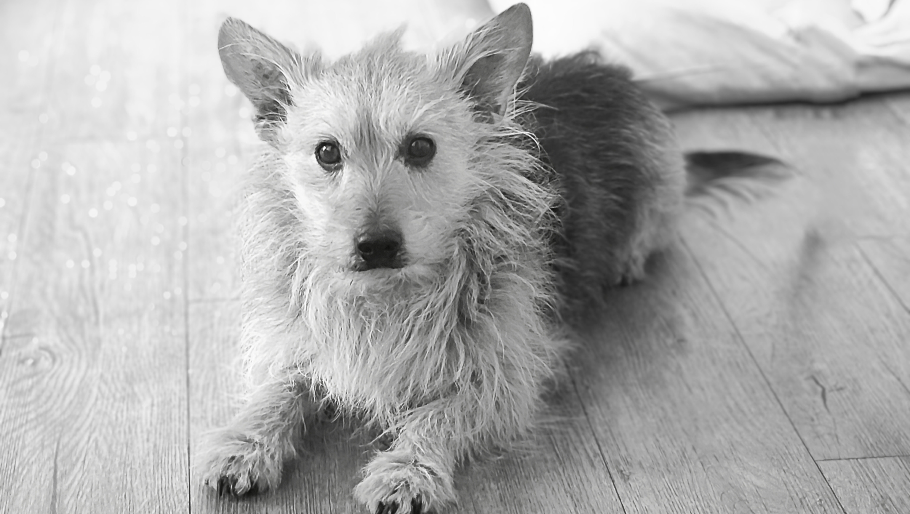 Fundraiser by Lorena Guza : Vom Zug erfasst - Abschied von Robby