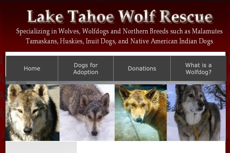 Fundraiser by Pamela Hormiotis : Lake Tahoe Wolf Rescue - Pamela Jo