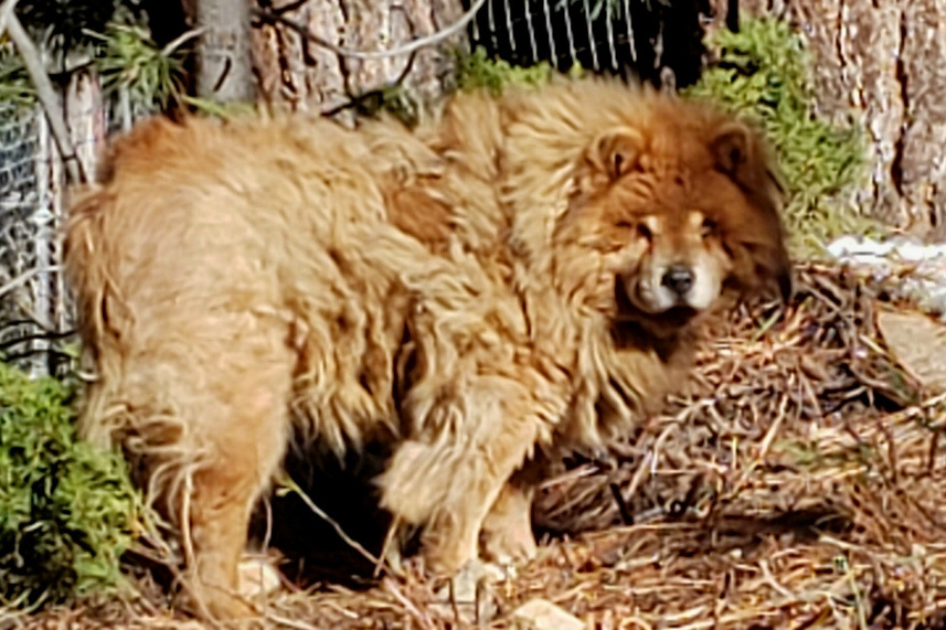 Fundraiser by Pamela Hormiotis : Lake Tahoe Wolf Rescue - Pamela Jo