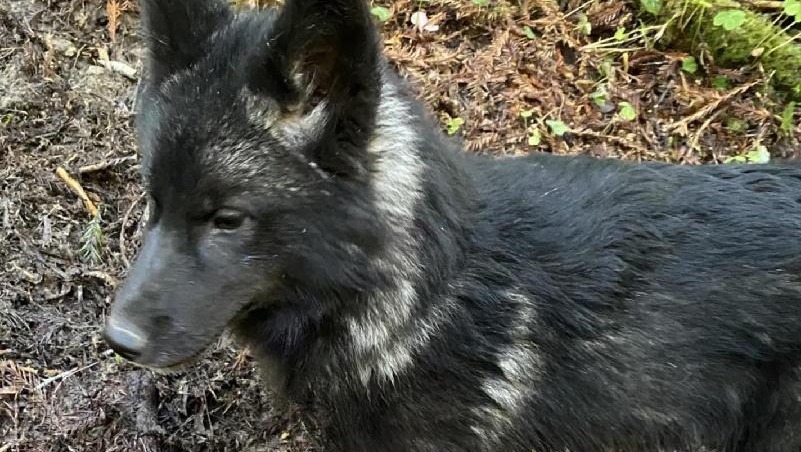 Fundraiser by Pamela Hormiotis : Lake Tahoe Wolf Rescue - Pamela Jo