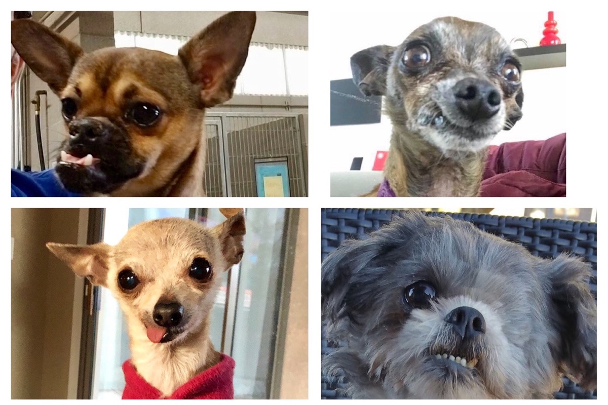 Prevent Foreclosure for Special Needs Dog Rescue photo