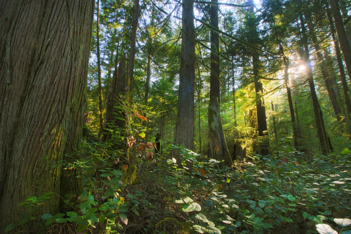 Fundraiser by Rosie Steeves Lot 302 Purchase, Read Island, BC