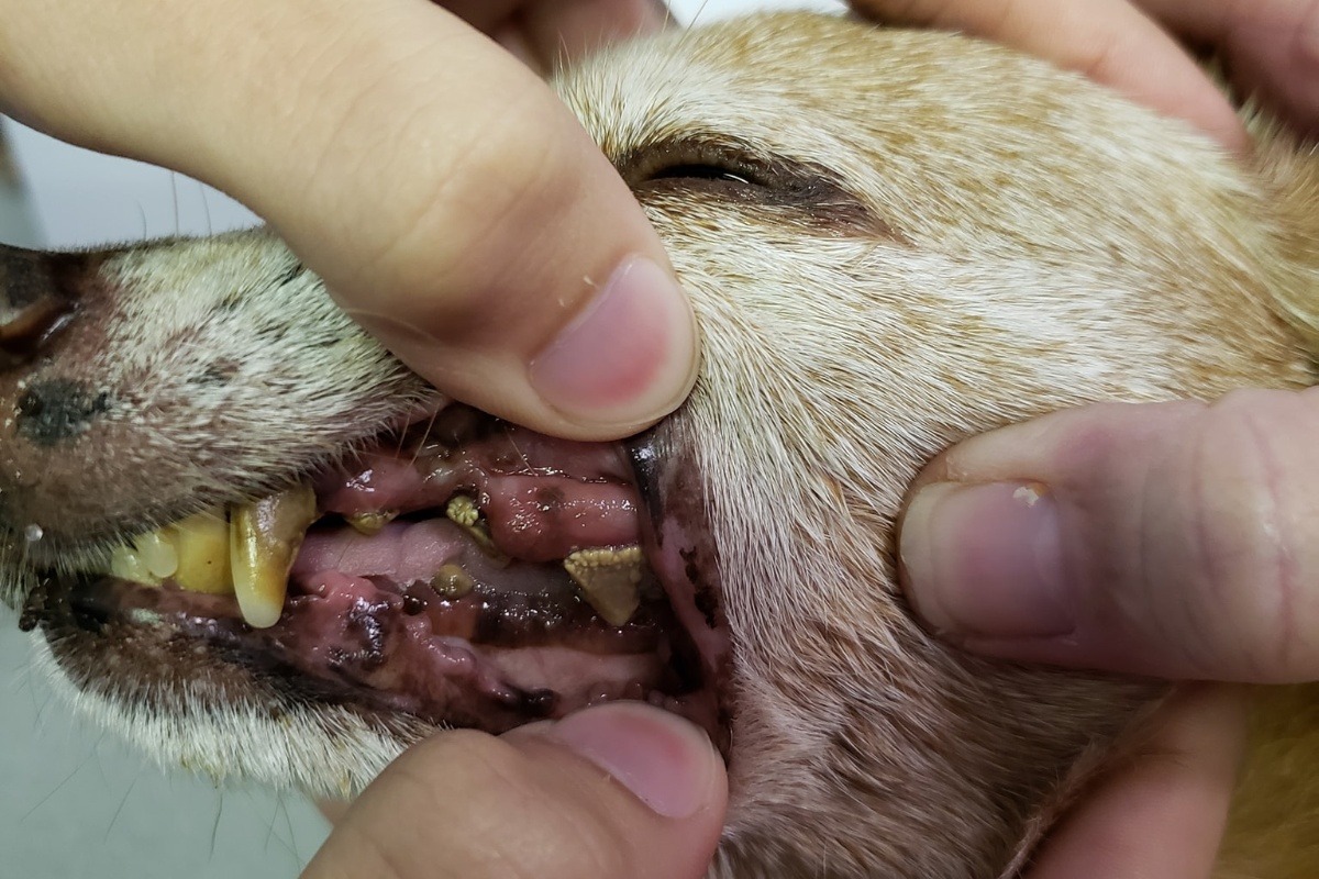 chihuahua teeth