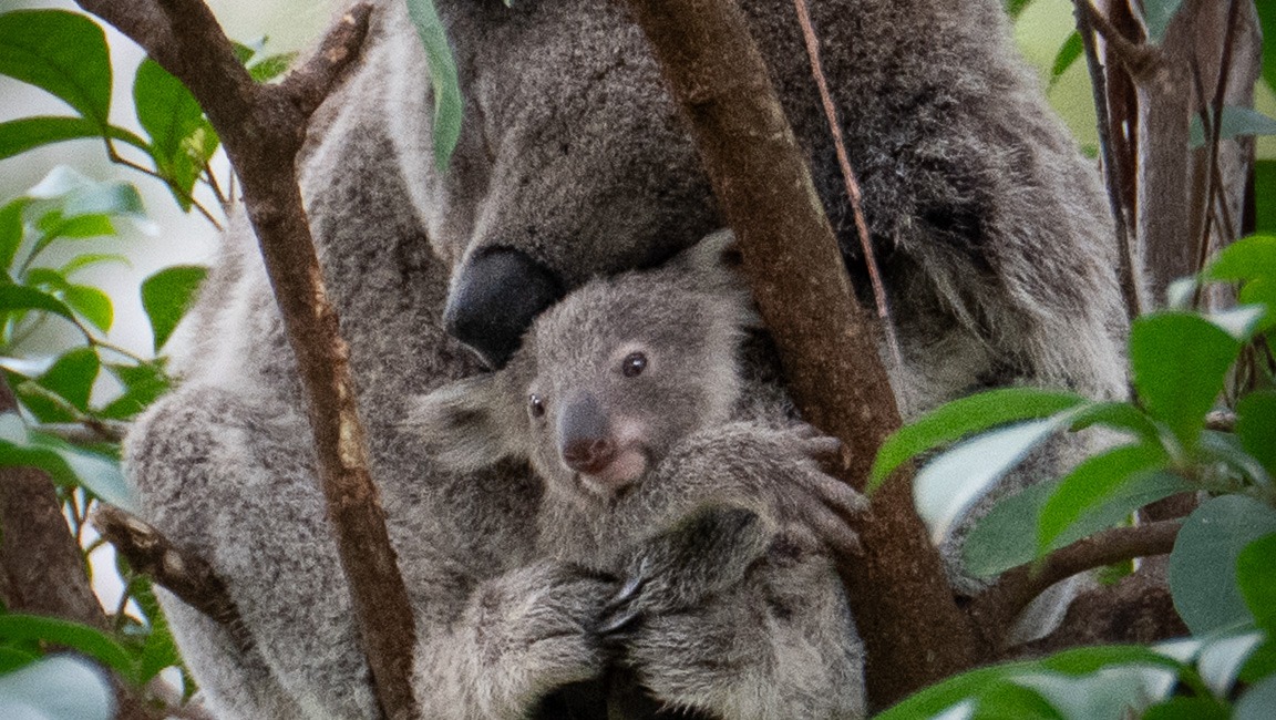 Koalas are listed as endangered: Help us save them! photo