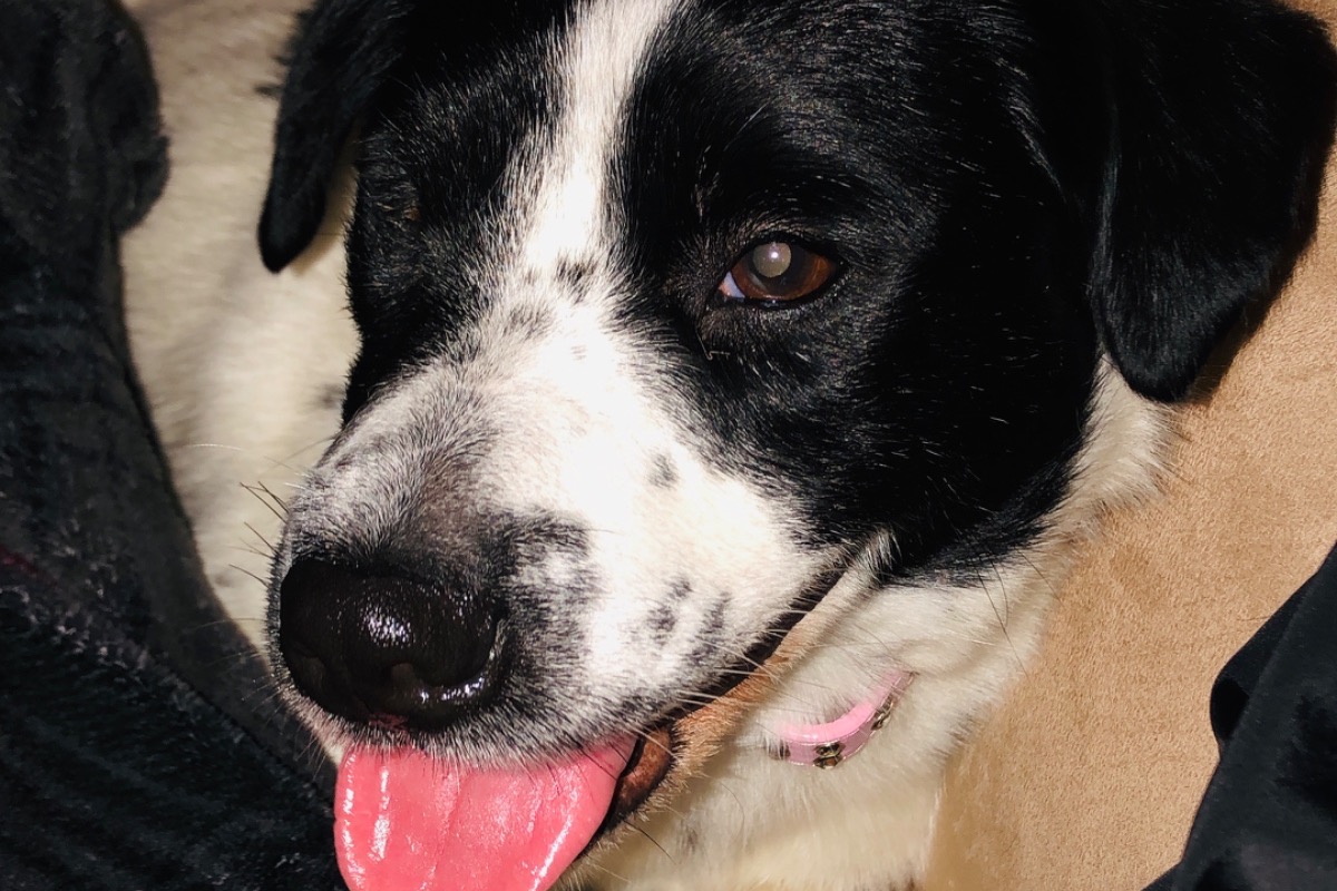 DELILAH IS HOME ♥️ photo