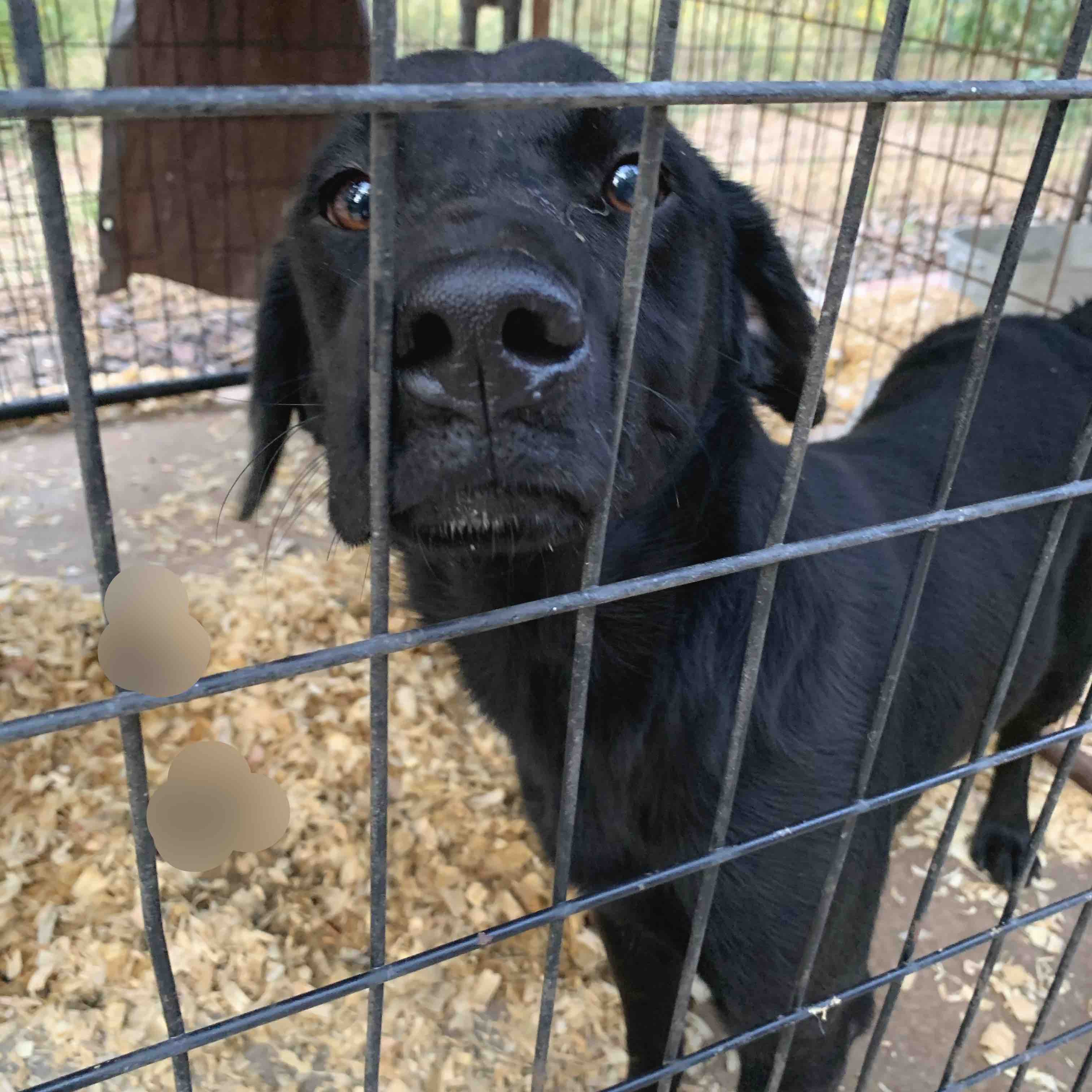 Fundraiser by Angelica InRescue Navasota Dogs & Cats. 52 in Total