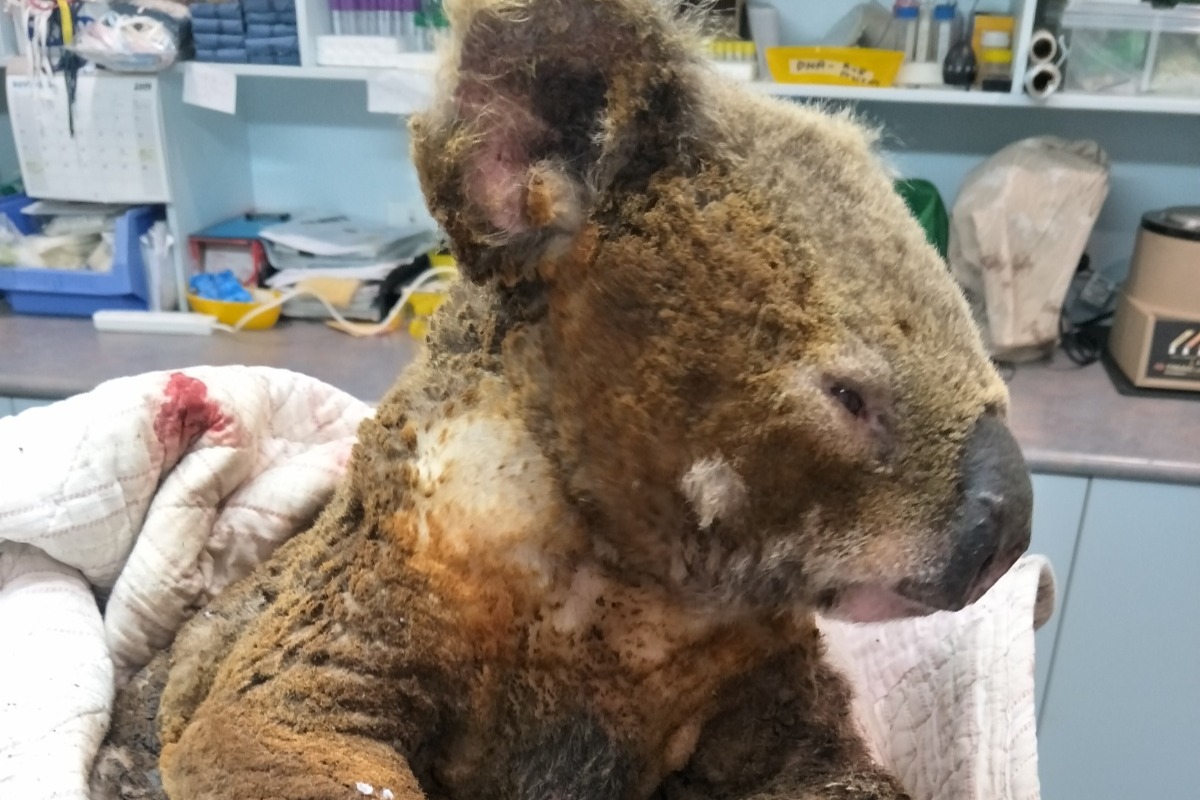 Saving Australia's Koalas photo
