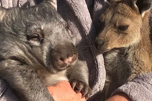 Wombat habitat at Two Songs Sanctuary photo