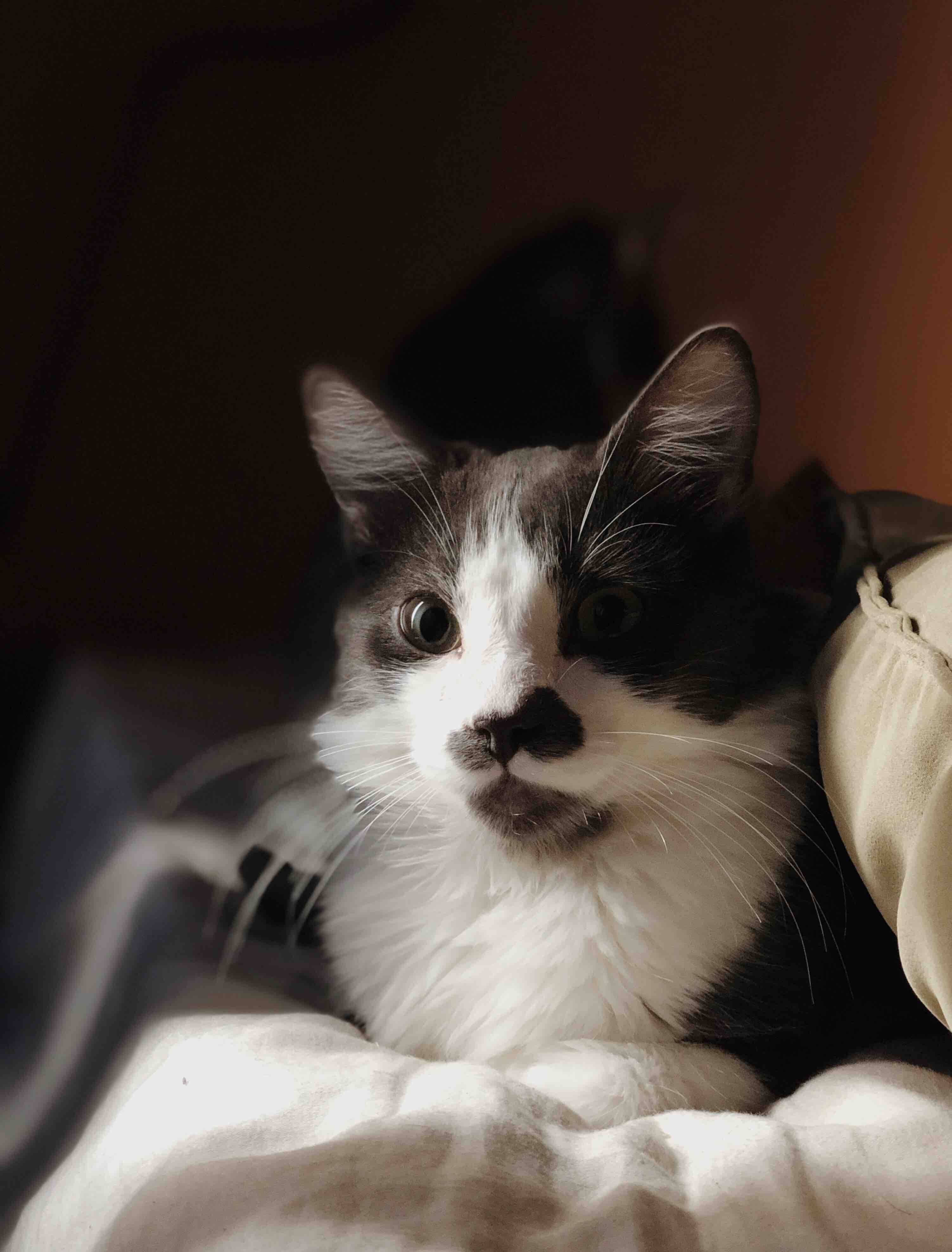 Fundraiser by Carmen Castleberry Guppy’s Veterinary Bill