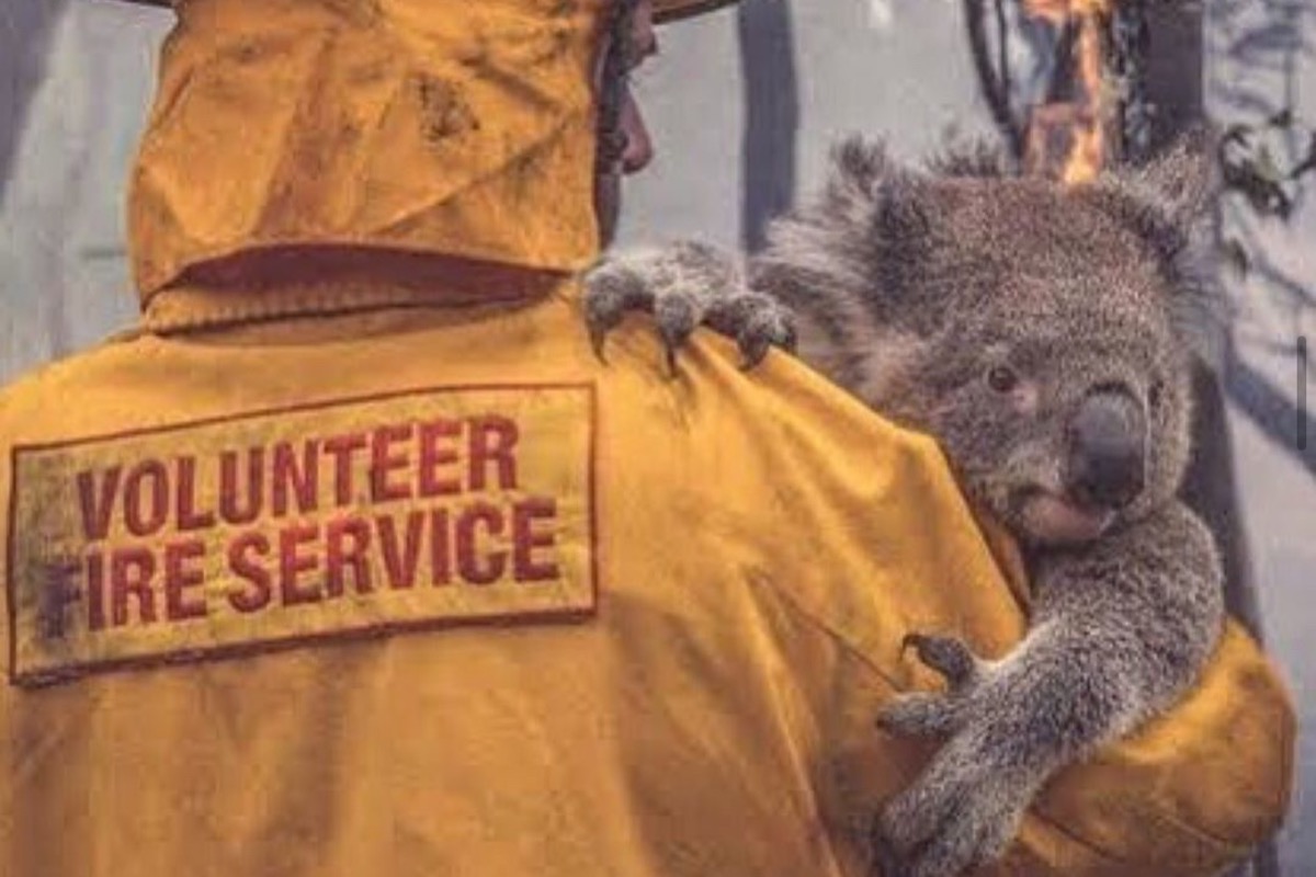 Fundraiser by Jake Hayes Animal Rescue for Australia Fires