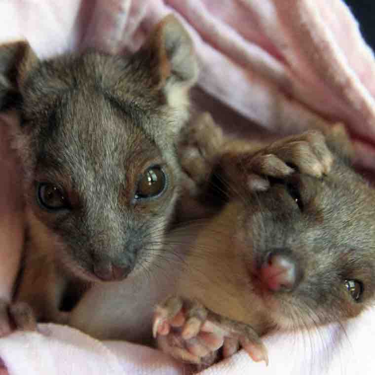 Fundraiser for Gayle Chappell by Karl Dawson Helping Hepburn Wildlife