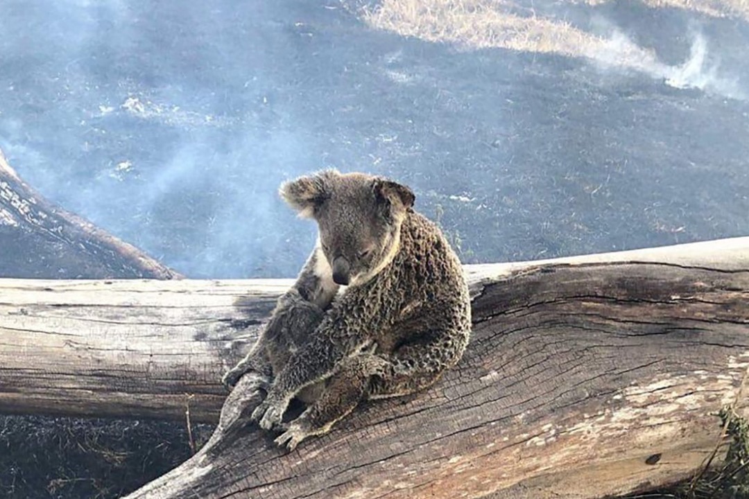 Rescue Wildlife from the Australian Bushfires photo