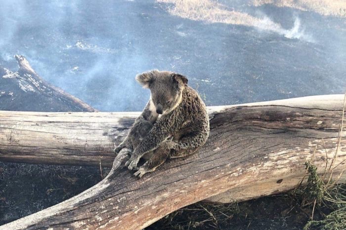 Lachlan Bailey’s Australian Wildlife Fundraiser photo