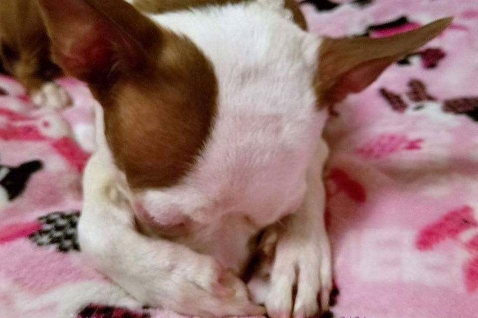 Little Miss Missy Cancer Treatment photo