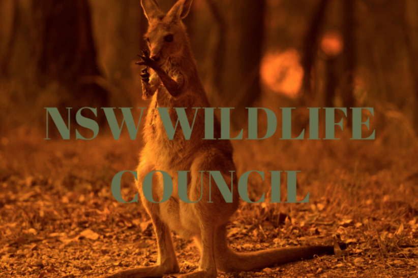 MAKE IT RAIN LA for NSW Wildlife Council photo